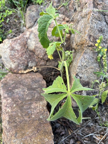 Cyphostemma woodii
