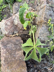 Cyphostemma woodii