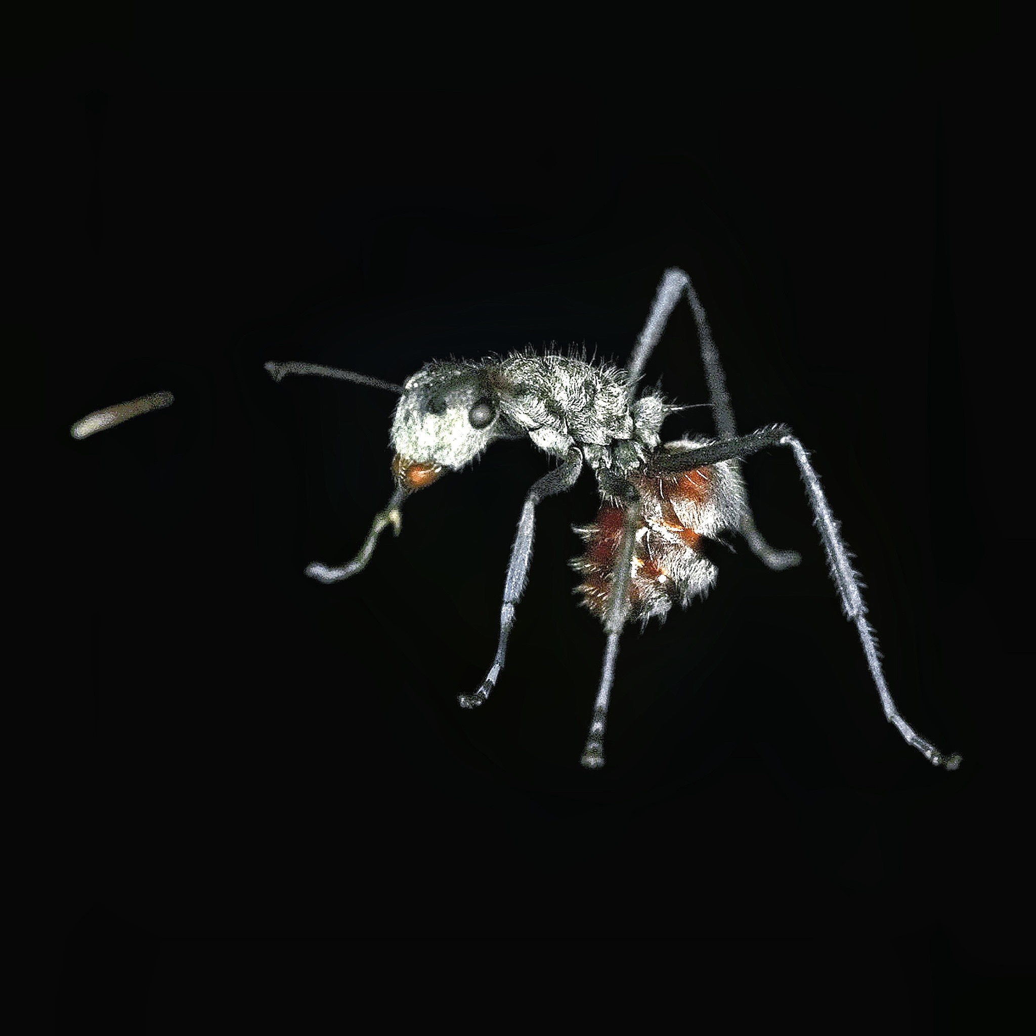 Polyrhachis rubigastrica