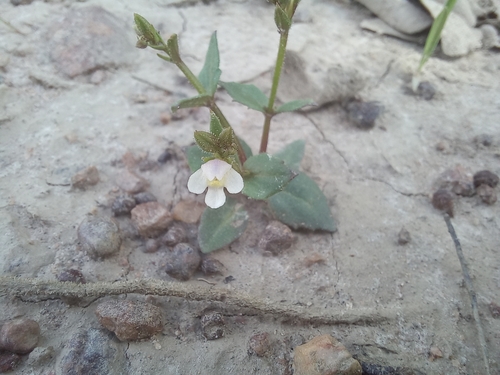 Crepidorhopalon bifolius