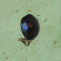Chilocorus stigma