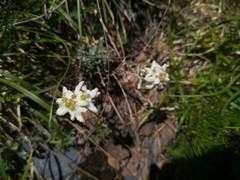 Leontopodium microphyllum