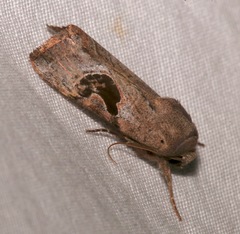 Hypotrix lunata