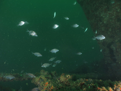 Diplodus bellottii
