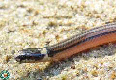 Elapomorphus quinquelineatus