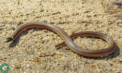 Elapomorphus quinquelineatus