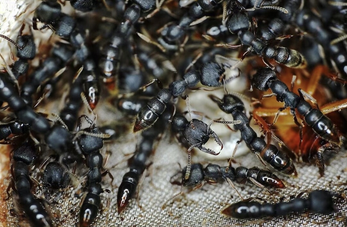 Stigmatomma crenatum