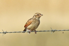 Mirafra javanica