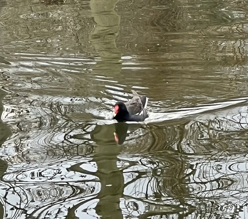 Gallineta común (Gallinula chloropus)