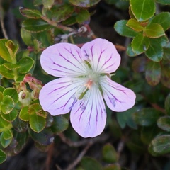 Geranium hayatanum
