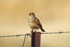Mirafra javanica
