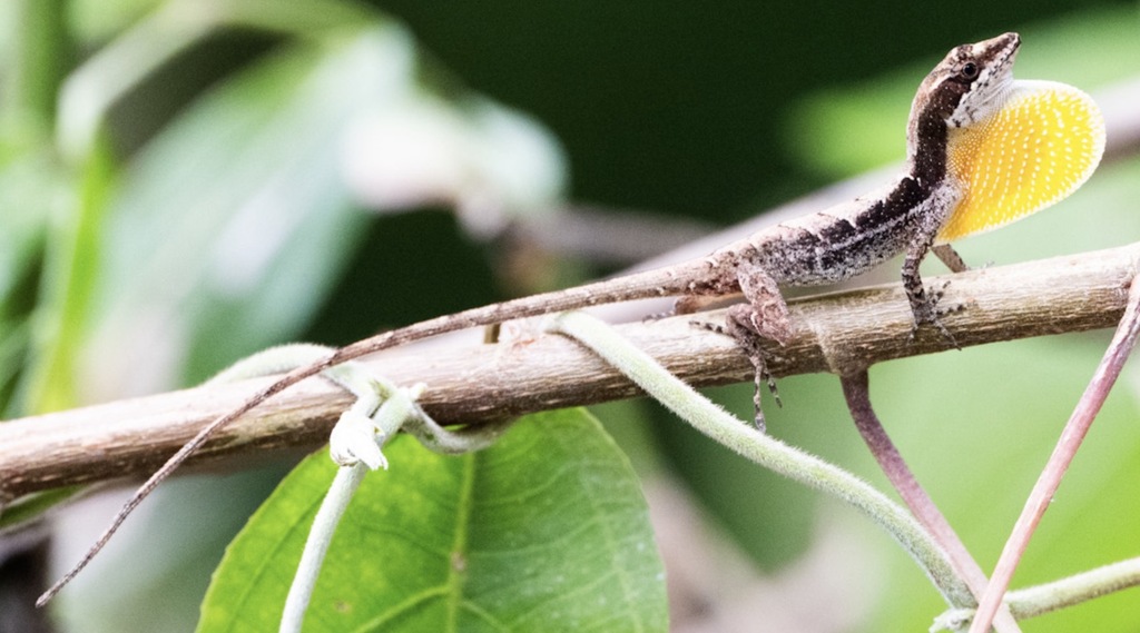 Coffee Anole