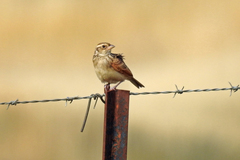 Mirafra javanica