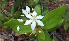 Miconia lundelliana