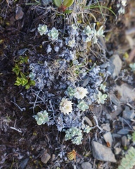 Anaphalis nepalensis