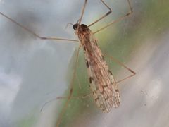 Rhipidia maculata