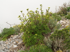 Arracacia schneideri