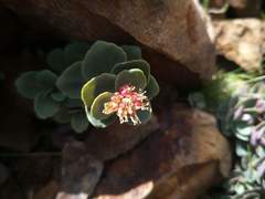 Phedimus subcapitatum