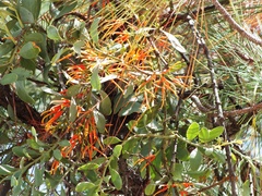 Psittacanthus pinicola