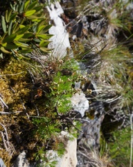 Artemisia morrisonensis