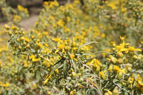 Image of Barkleyanthus salicifolius by (c) Rodolfo Maximiliano Gutiérrez-Sánchez, some rights reserved (CC BY)