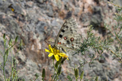 Parnassius nomion