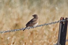 Mirafra javanica