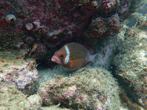 	Whitecheek monocle bream (Scolopsis vosmeri) — Nemipteridae