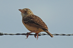 Mirafra javanica