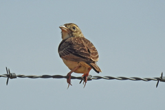 Mirafra javanica