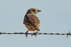 Mirafra javanica