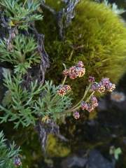 Artemisia kawakamii