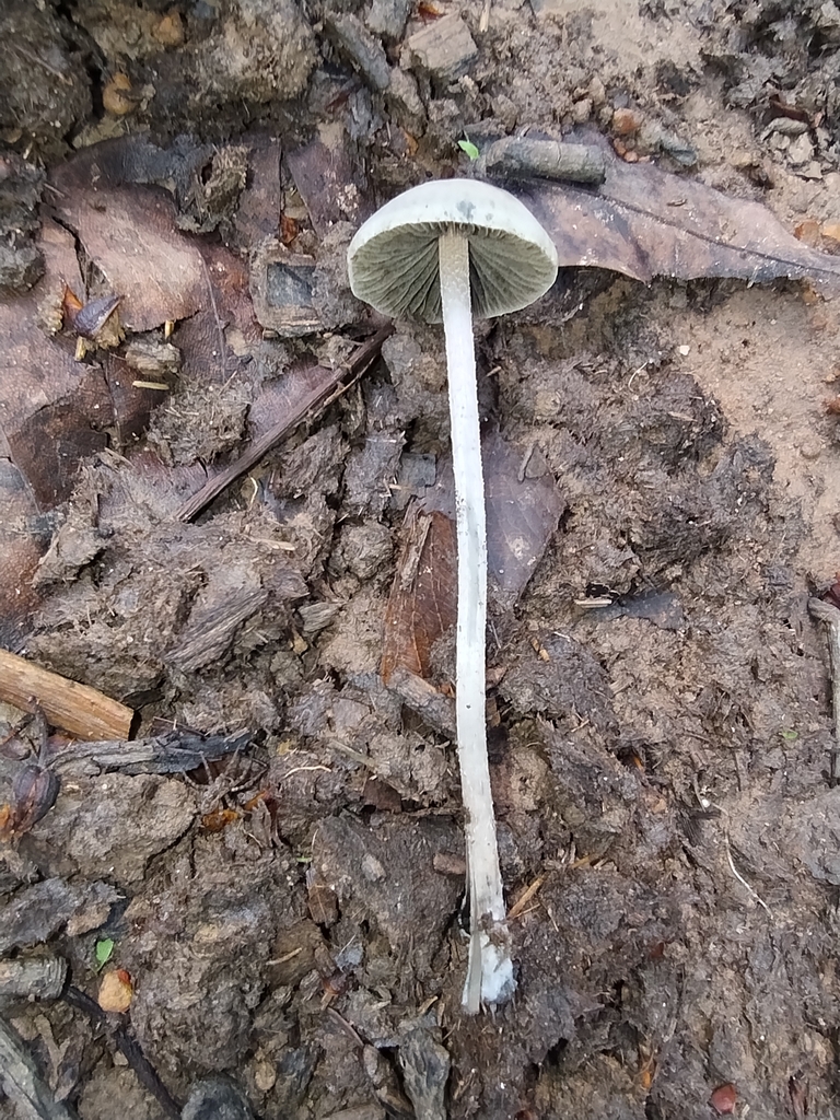 Panaeolus cyanescens