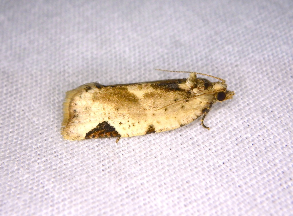 Argyrotaenia fortis