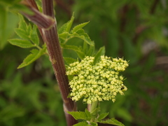 Arracacia schneideri