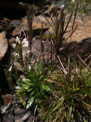 Arabis serrata