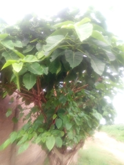 Ficus polita