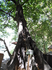 Diospyros nigra