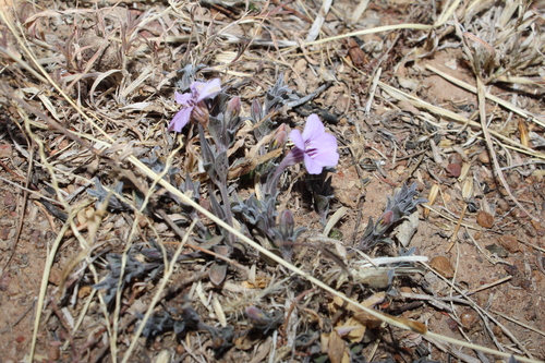 Image of Dyschoriste schiedeana by (c) Rodolfo Maximiliano Gutiérrez-Sánchez, some rights reserved (CC BY)