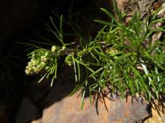 Artemisia morrisonensis