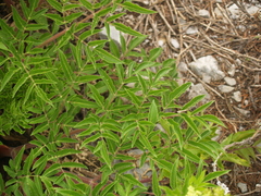 Arracacia schneideri