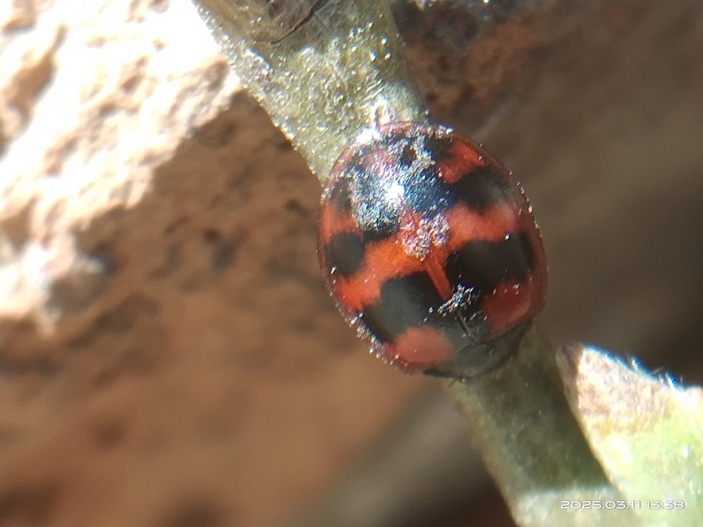 Exochomus septemmaculatus