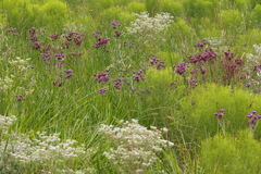 Carphephorus carnosus