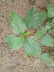 Malvastrum coromandelianum