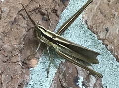 Mermiria intertexta