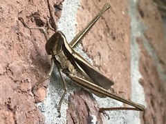 Mermiria intertexta