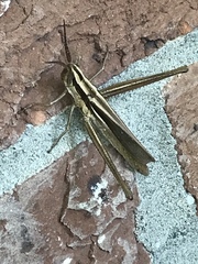 Mermiria intertexta