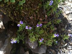 Veronica morrisonicola