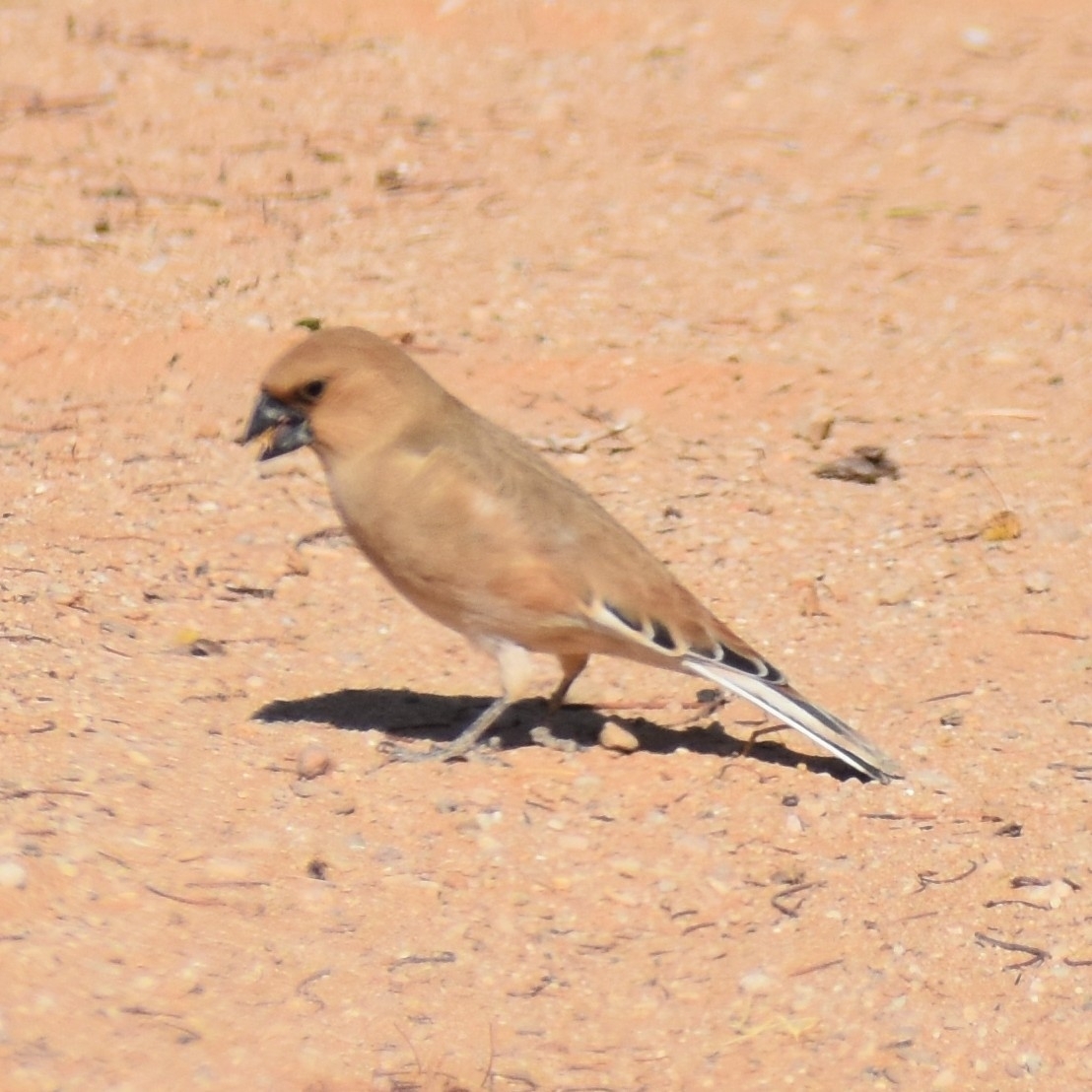 Desert Finch (Rhodospiza obsoleta), photo 1