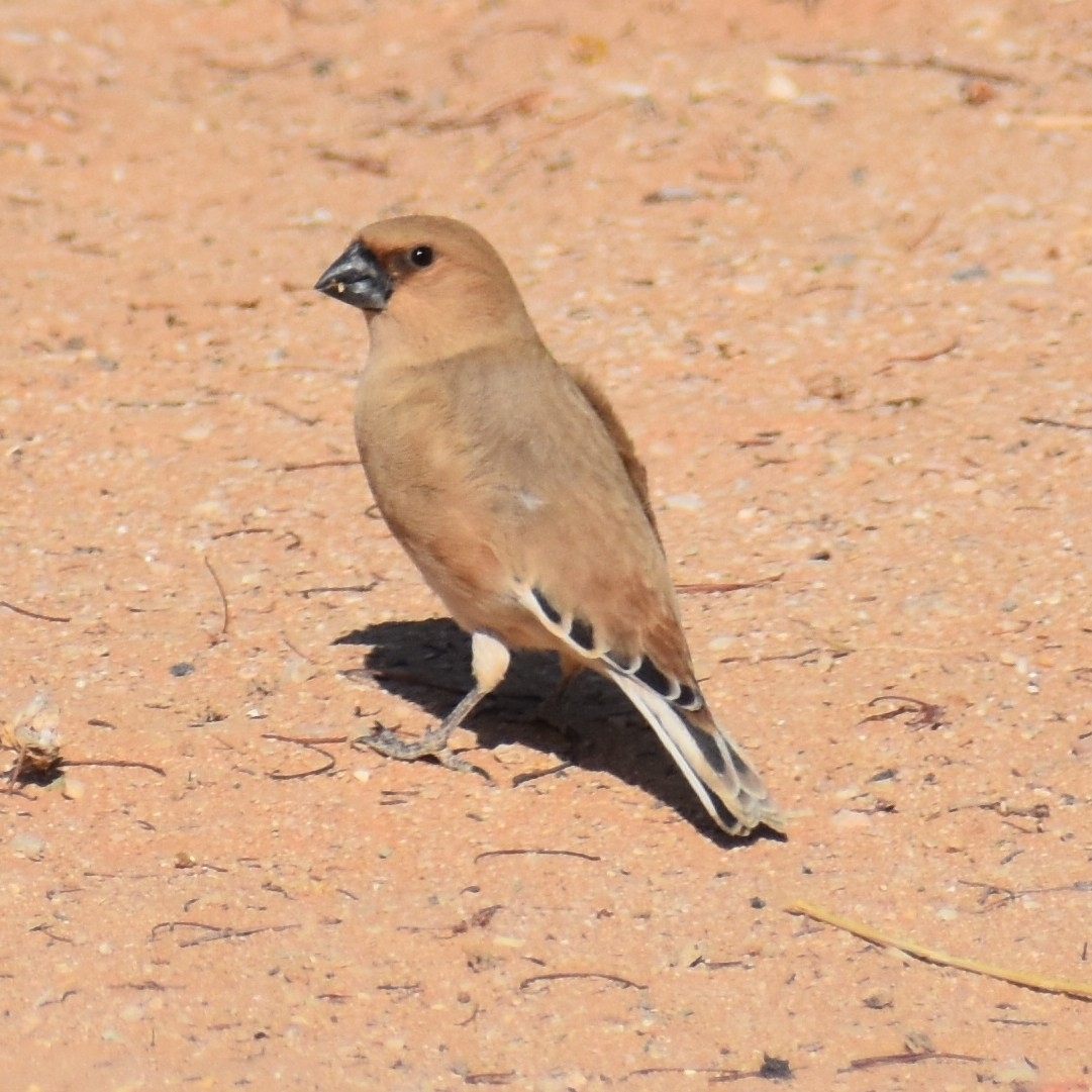 Desert Finch (Rhodospiza obsoleta), photo 2